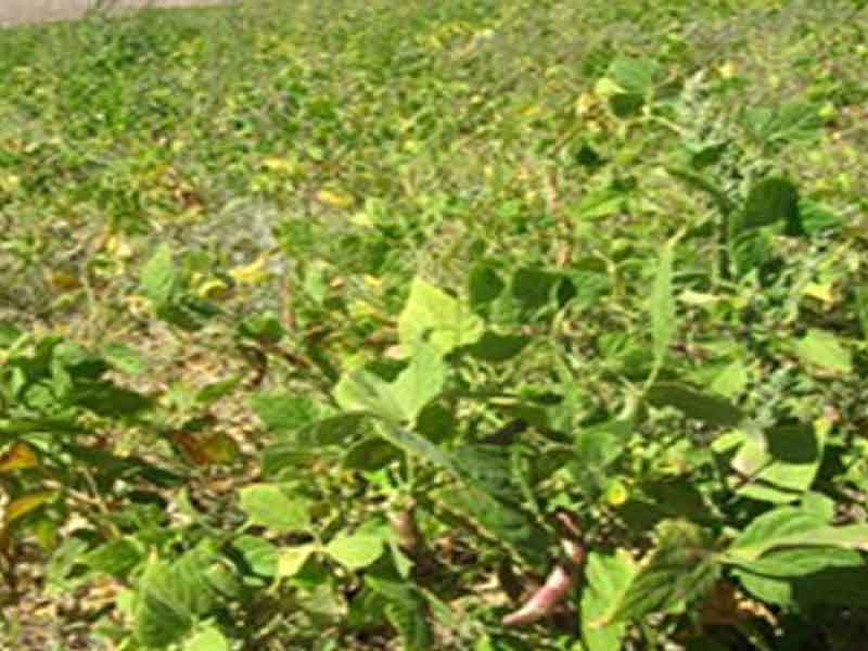 تحقق ۷۷ درصدی اشتغال در بخش کشاورزی قزوین